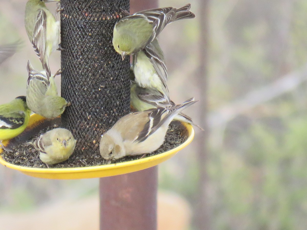 American Goldfinch - Ron Batie