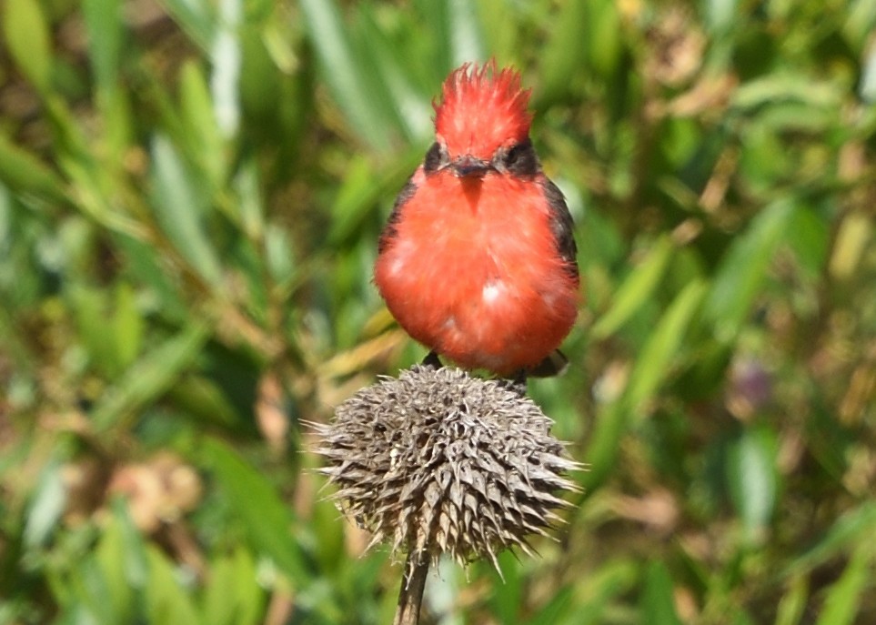 Vermilion Flycatcher - Guy Babineau