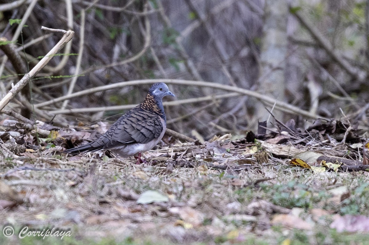 Bar-shouldered Dove - ML615221336