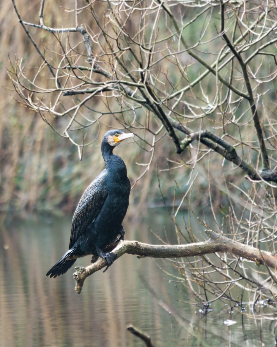 Great Cormorant - ML615221340