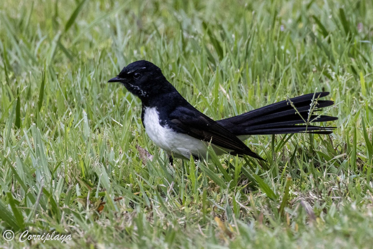 Willie-wagtail - Fernando del Valle