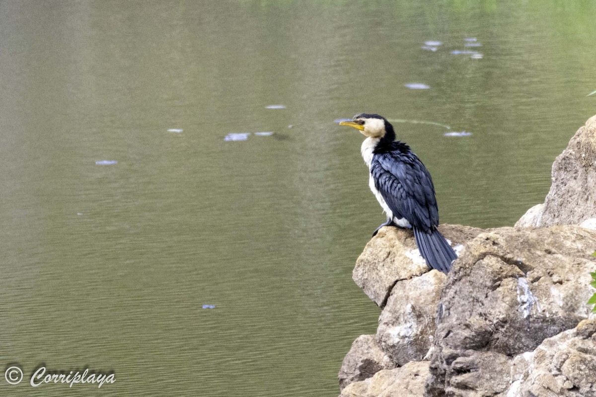 Little Pied Cormorant - ML615221362