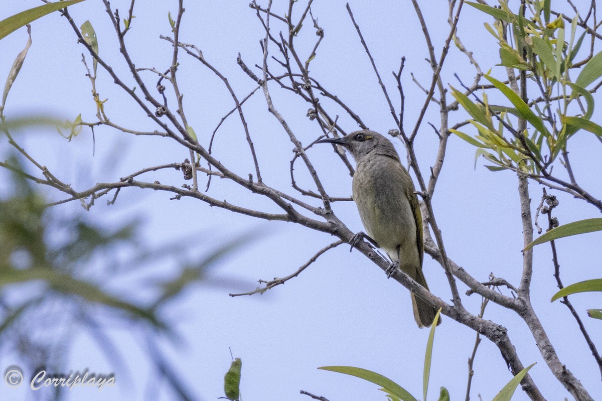 Brown Honeyeater - ML615221366