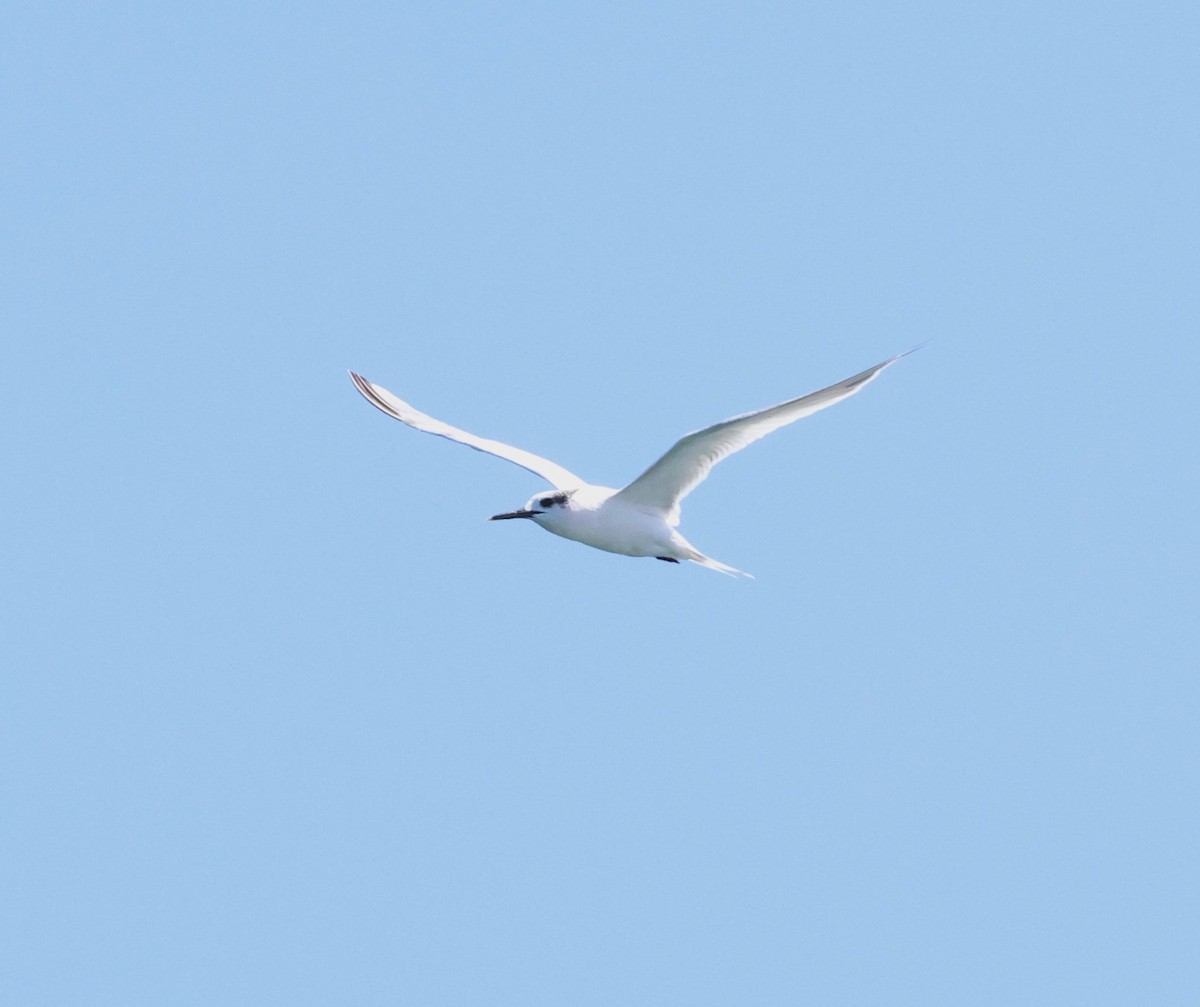 Sandwich Tern - ML615221428