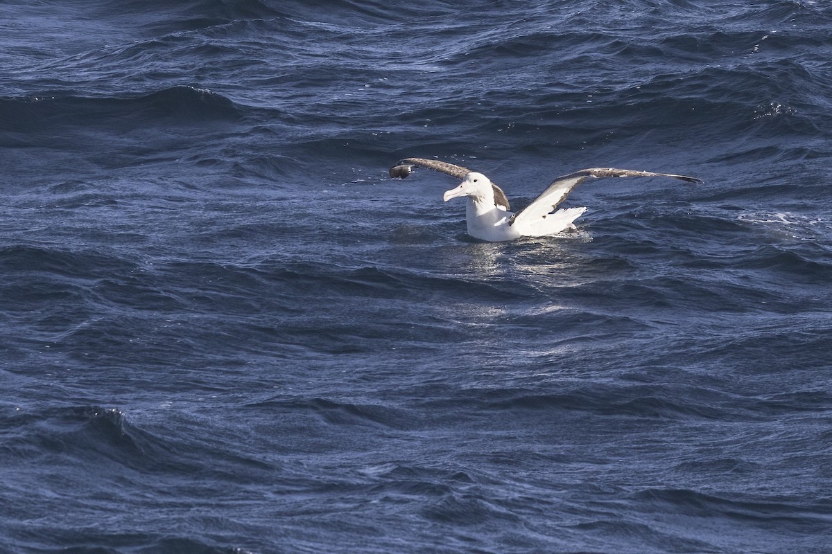 Northern Royal Albatross - ML615221499