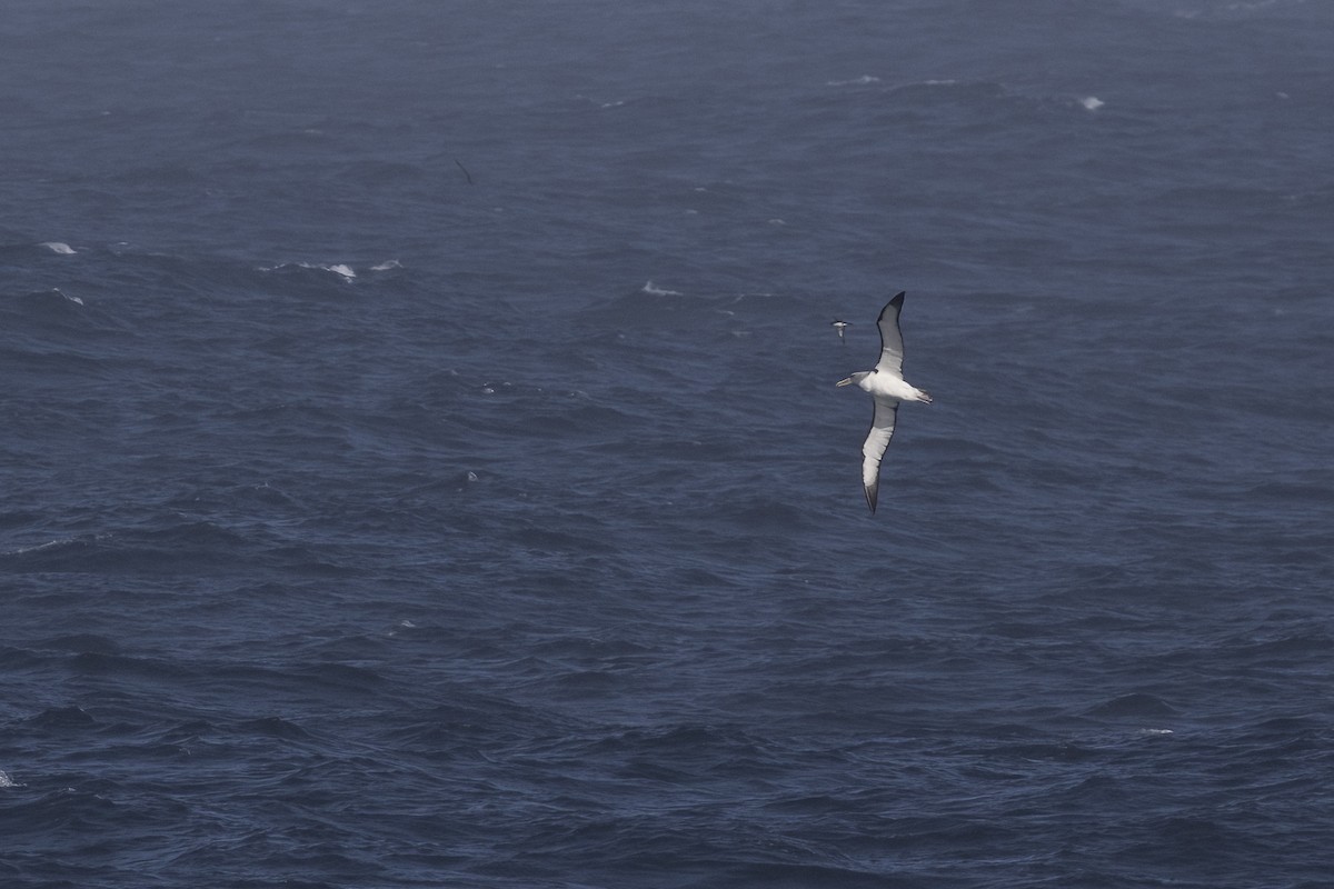 Salvin's Albatross - ML615221503