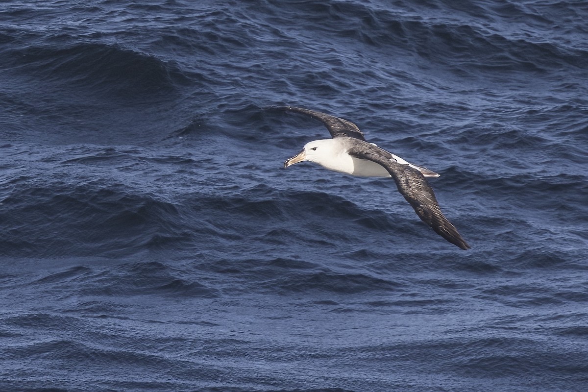 Black-browed Albatross - Robert Lockett