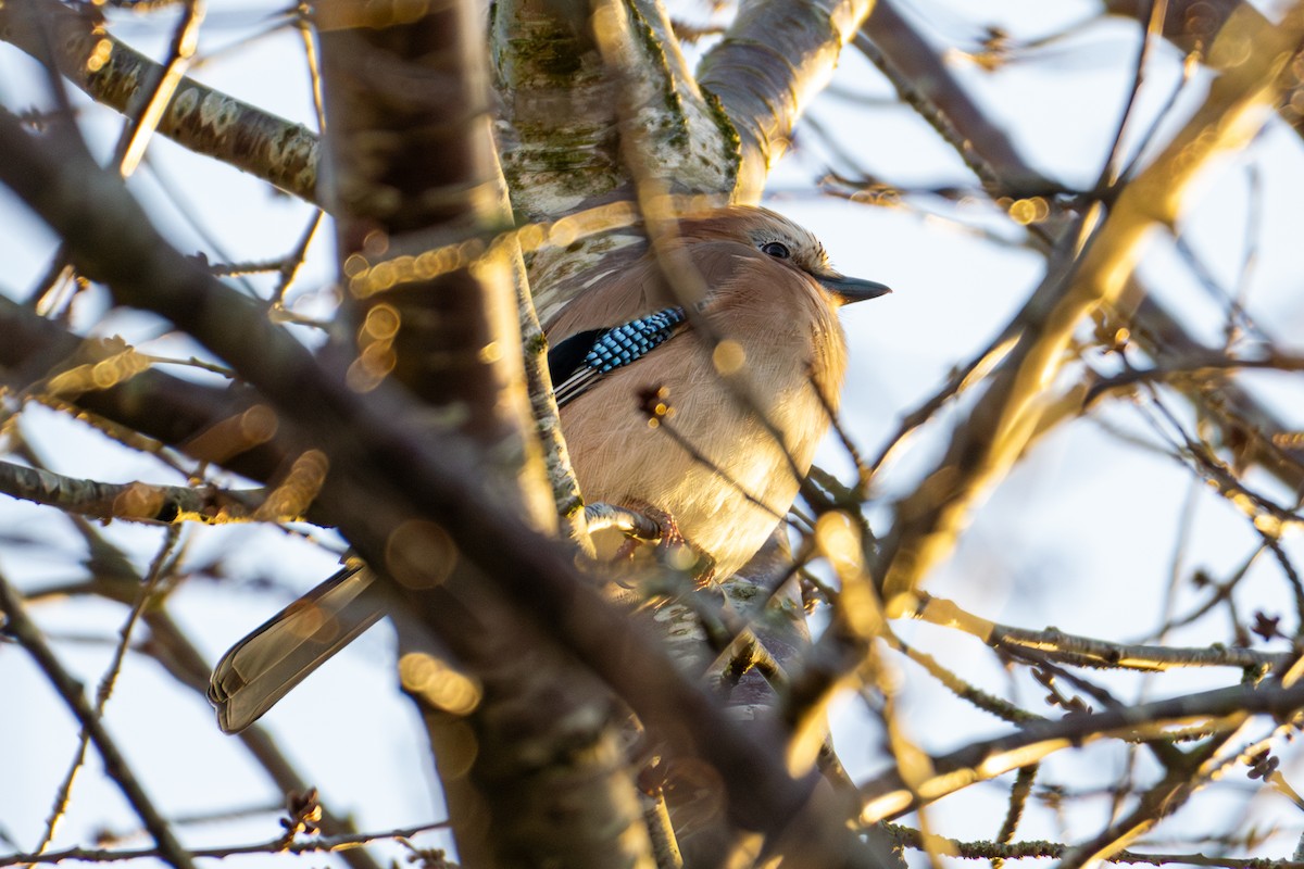 Ятга шаазгай - ML615221515