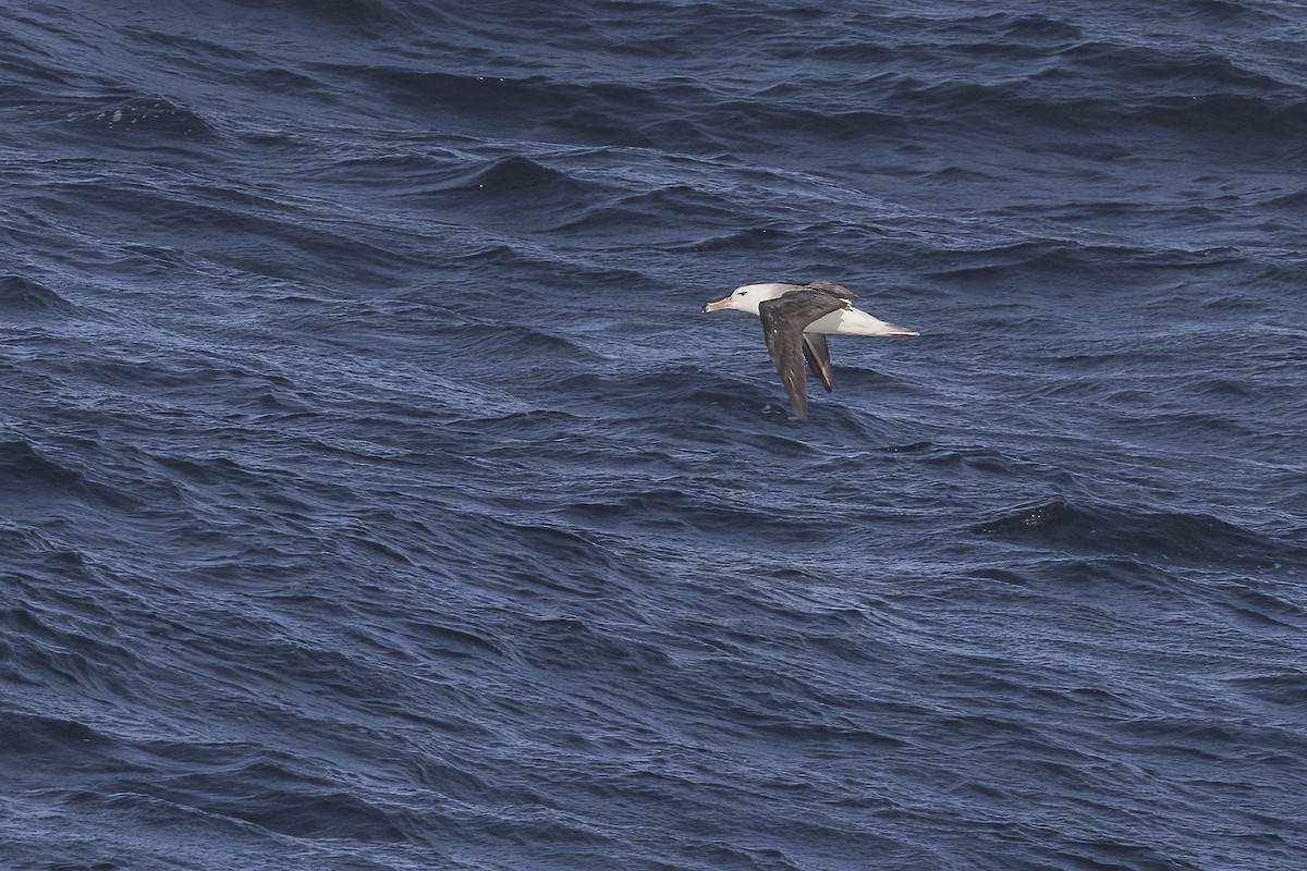 Black-browed Albatross - ML615221516