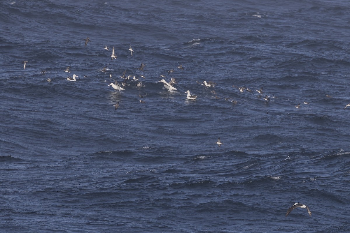 Southern Royal Albatross - ML615221528