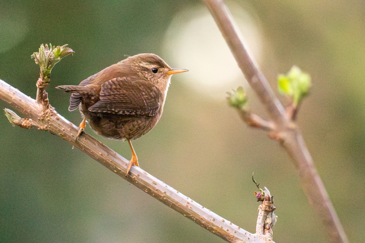 Халгайч урагчин - ML615221529