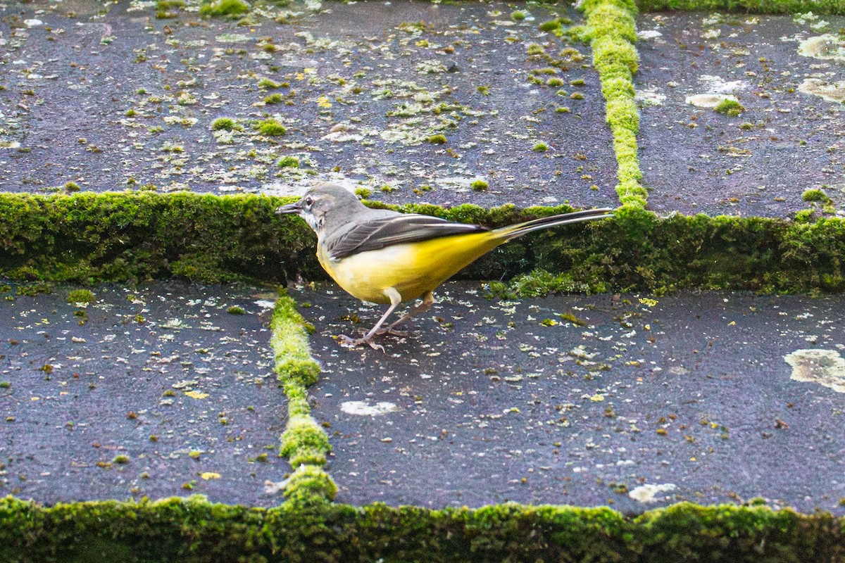 Уулын цэгцгий - ML615221537