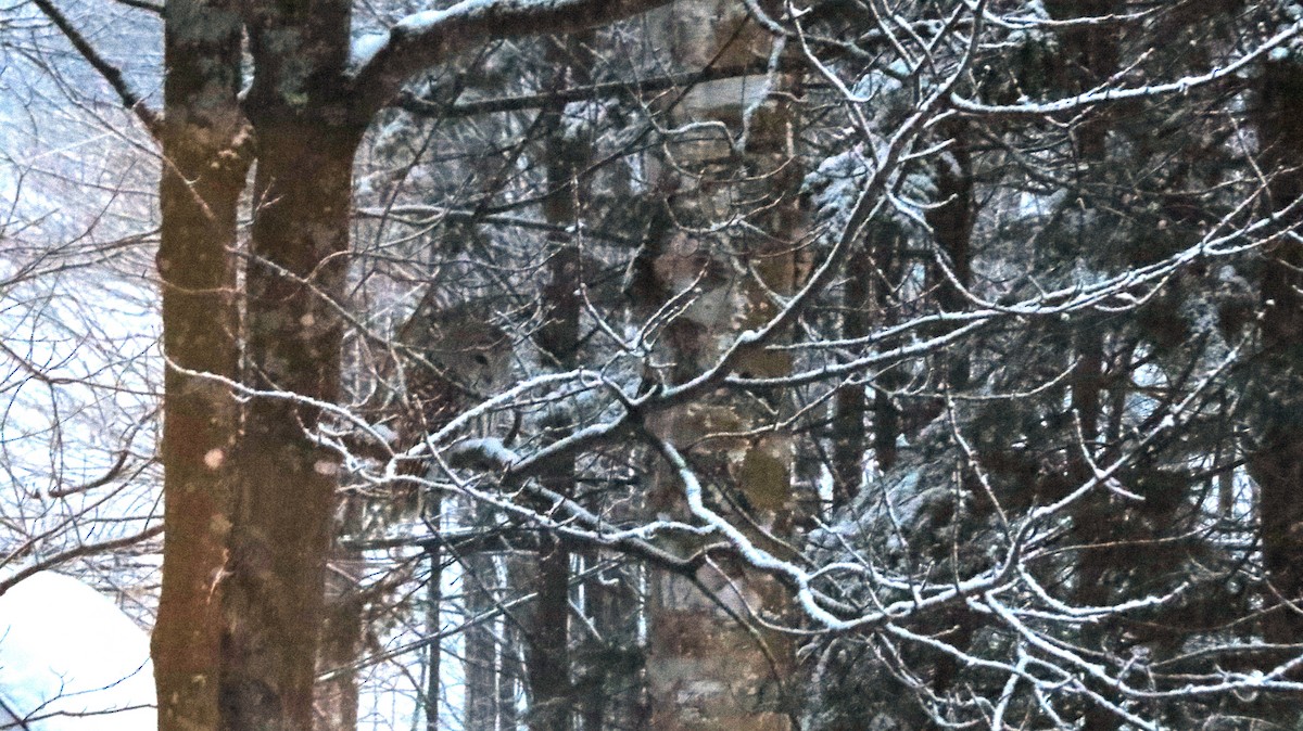 Barred Owl - ML615221547