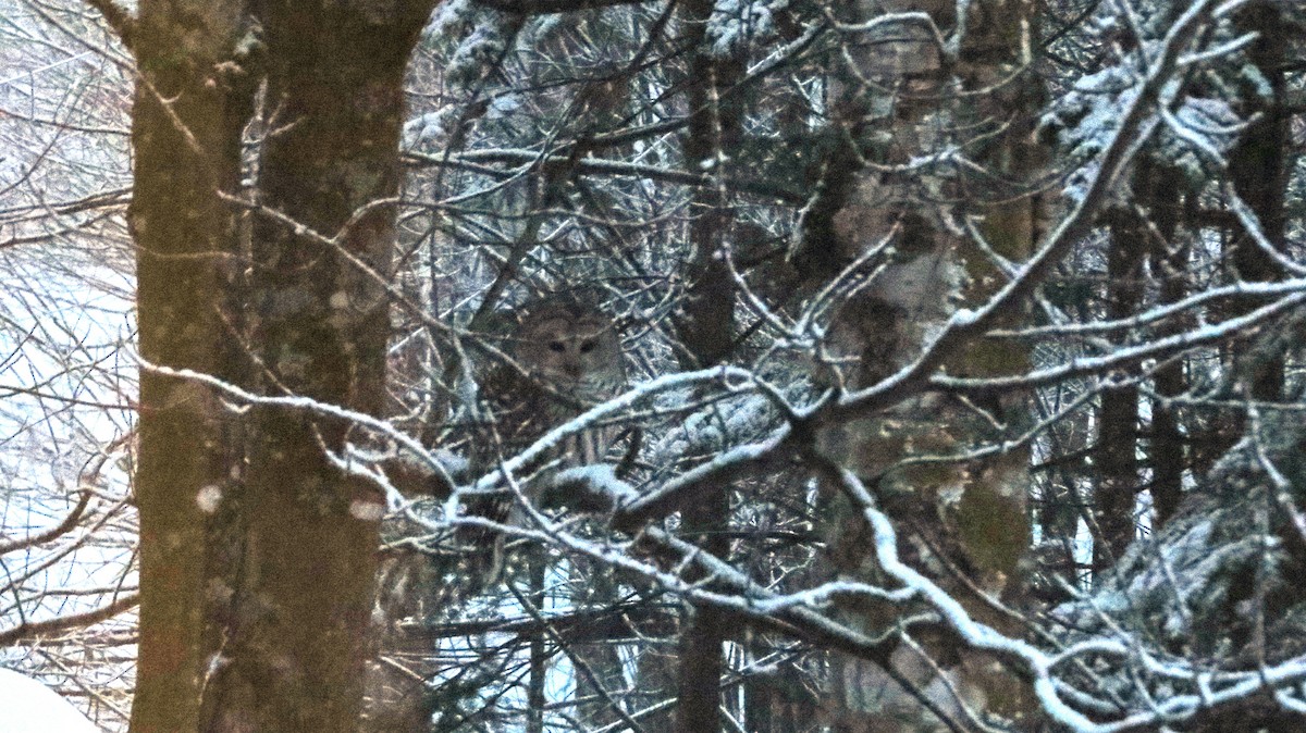 Barred Owl - ML615221549