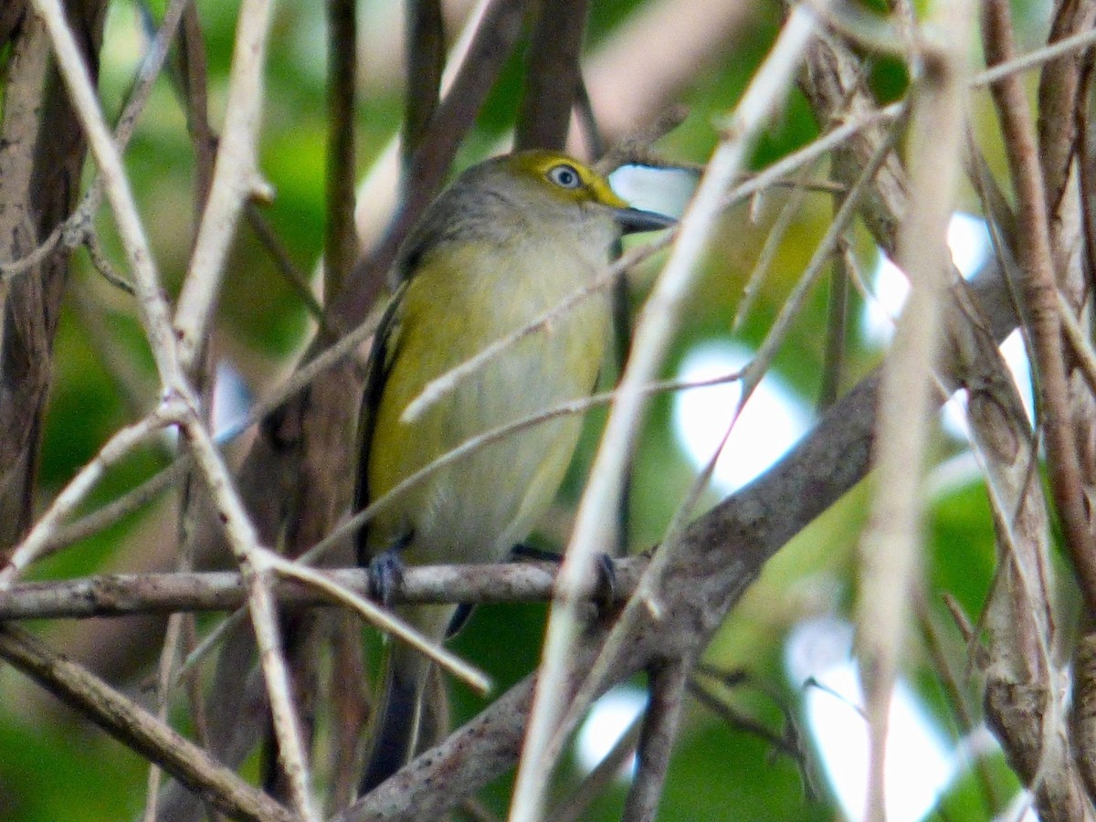 Weißaugenvireo - ML615221562