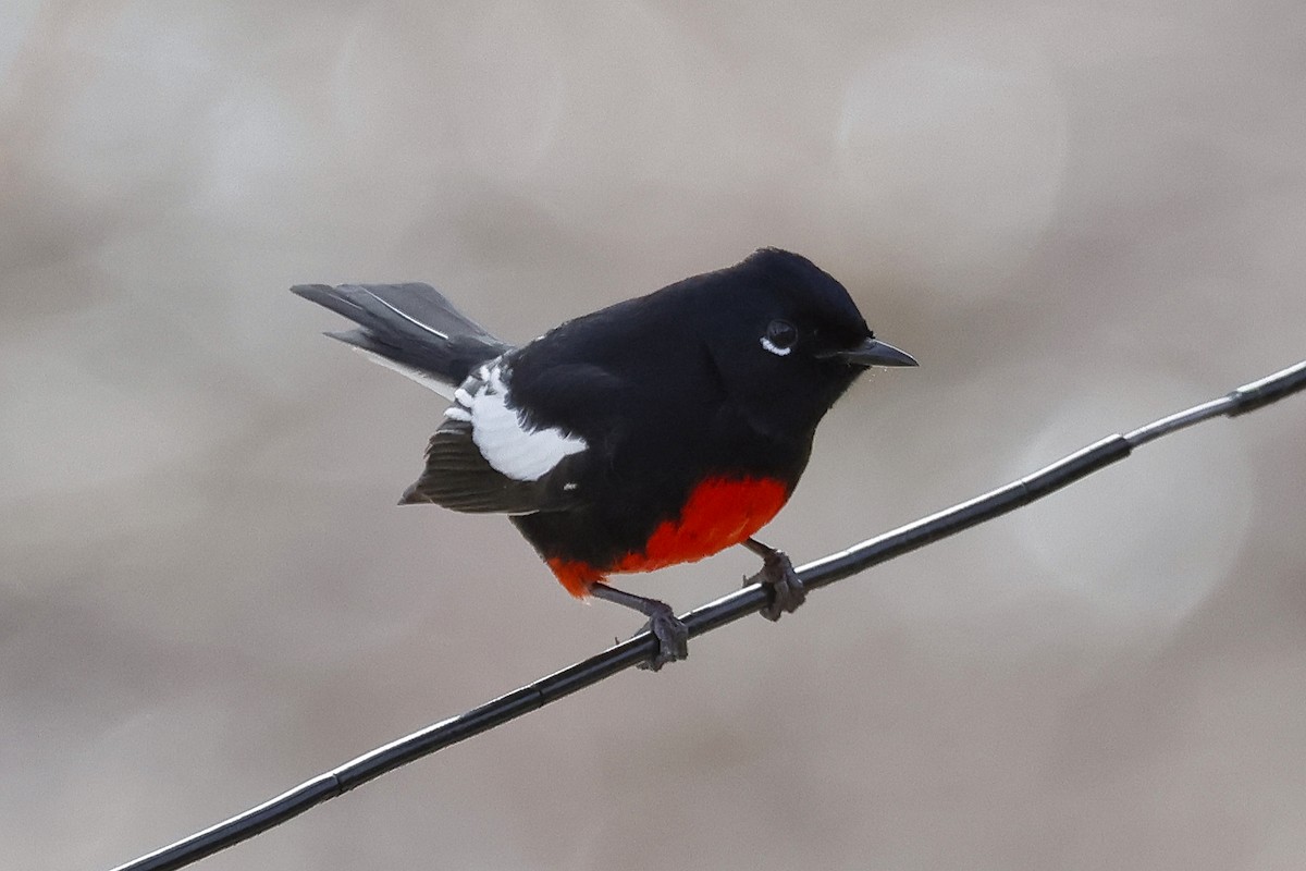 Painted Redstart - ML615221568