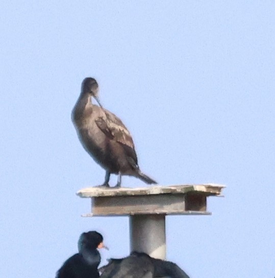 Cormorán de El Cabo - ML615221571