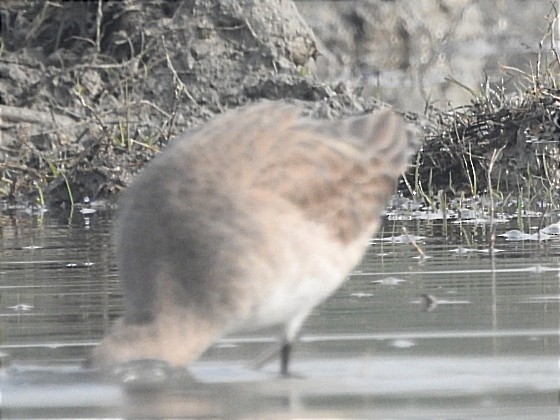 Black-tailed Godwit - ML615221588