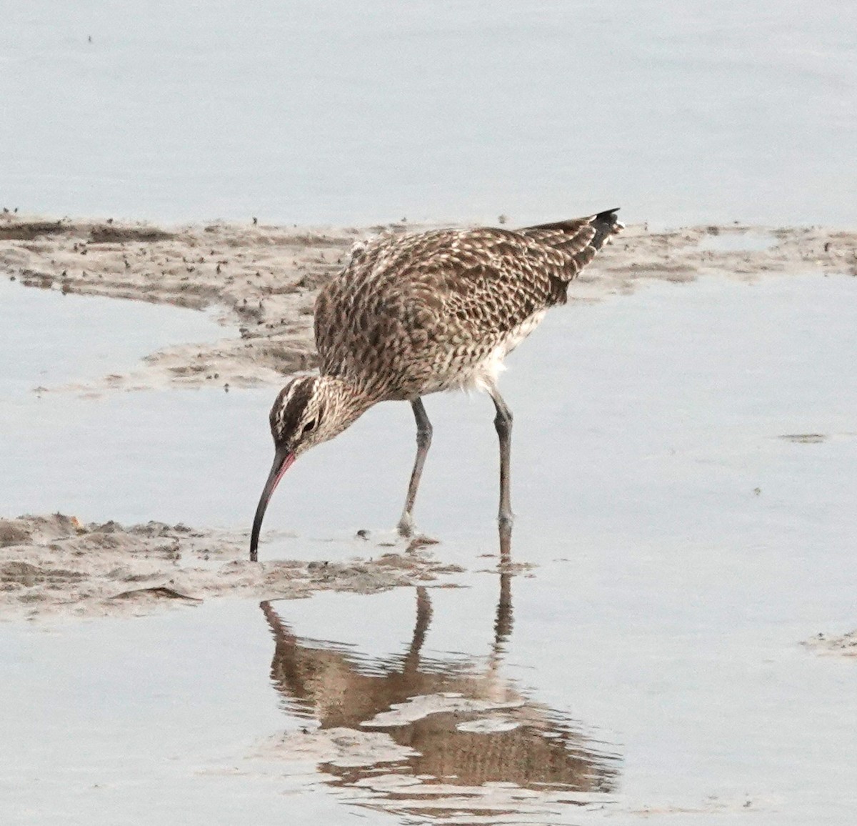 Regenbrachvogel - ML615221589