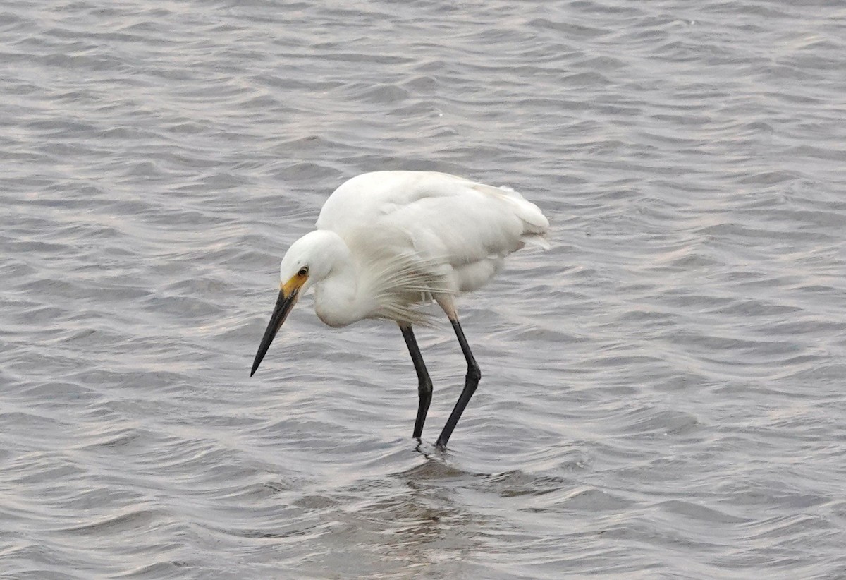 Little Egret - ML615221595