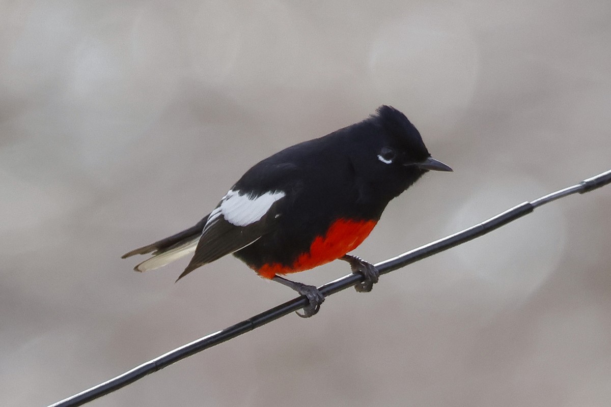 Painted Redstart - ML615221605