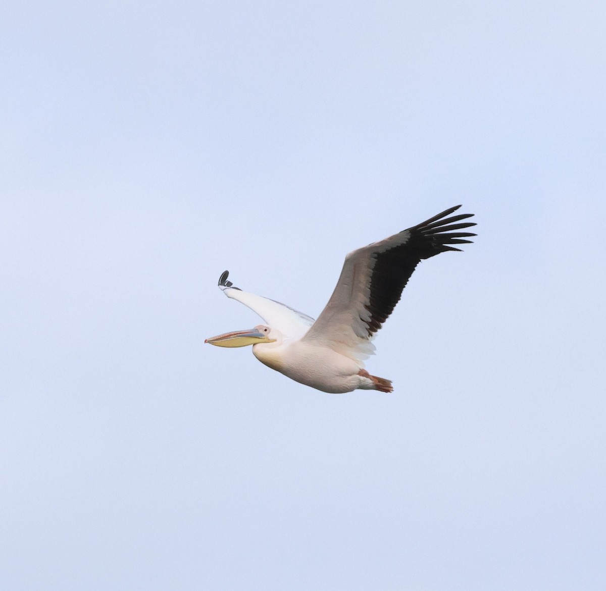 Great White Pelican - Ken McKenna