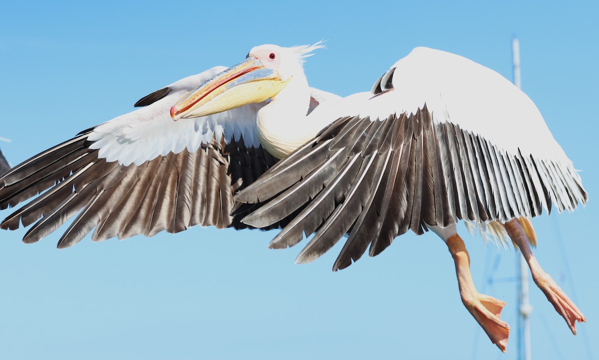 Great White Pelican - Ken McKenna