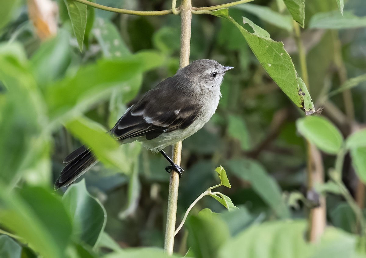 Northern Mouse-colored Tyrannulet - Peter Seubert
