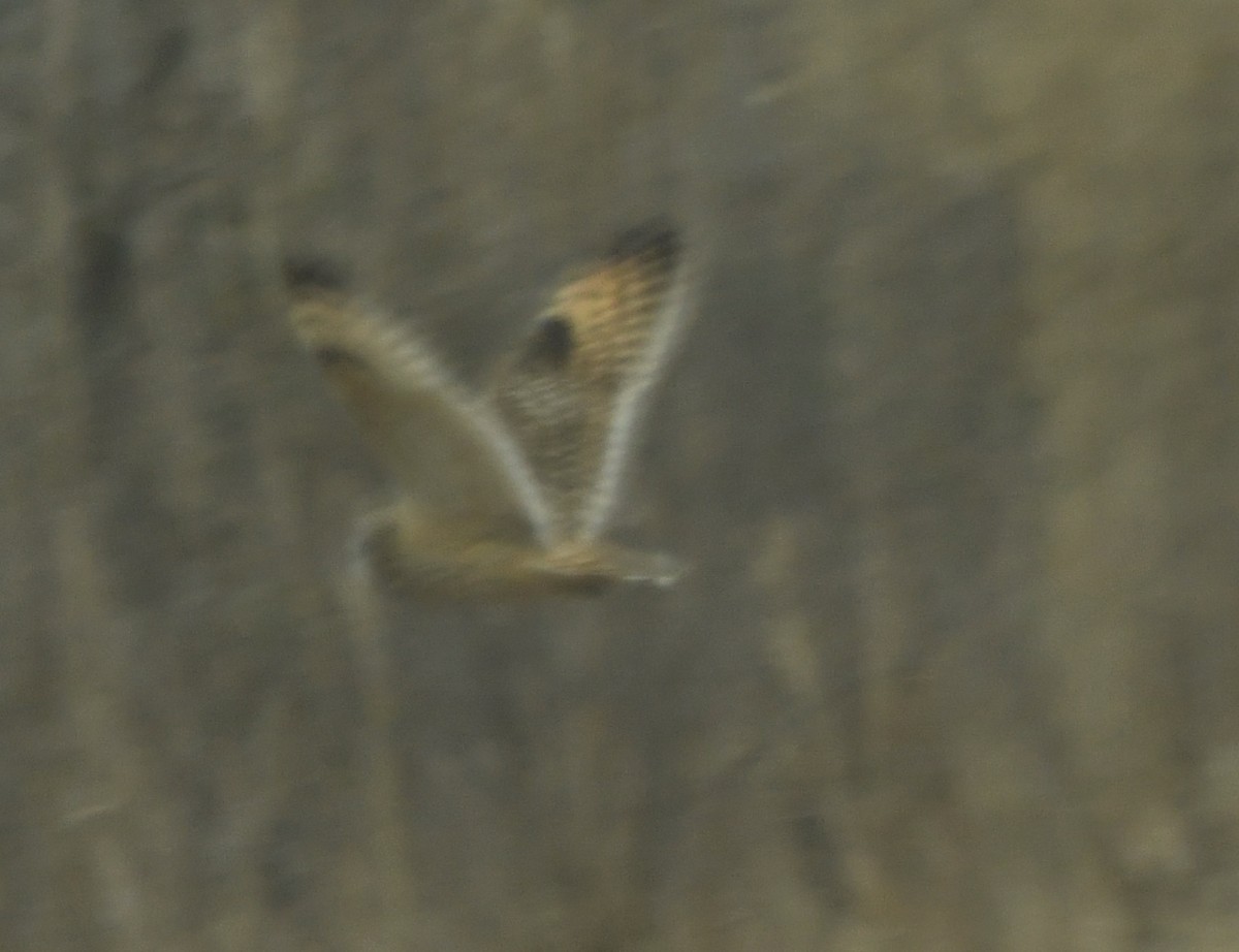 Short-eared Owl - Alissa Kegelman