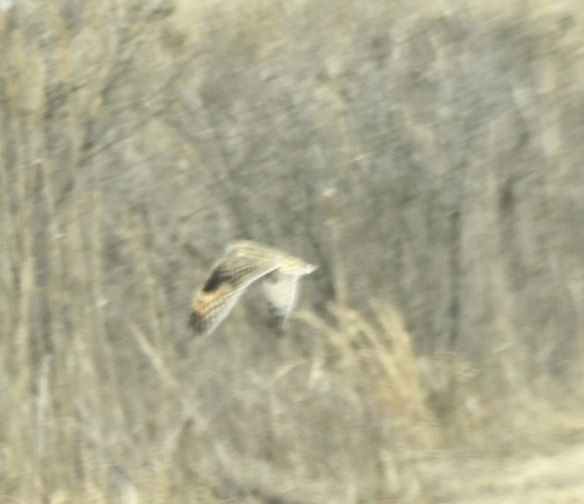 Short-eared Owl - Alissa Kegelman