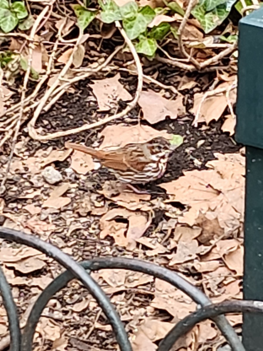 Fox Sparrow (Red) - ML615221673