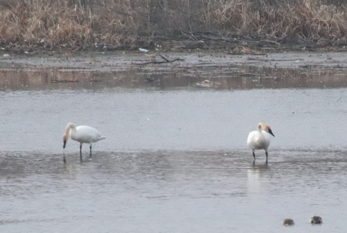 Trumpeter Swan - Tom & Betsy Blitz