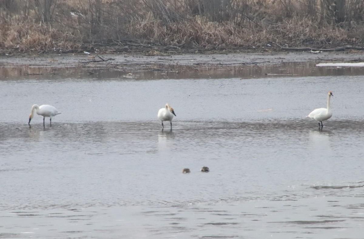 Trumpeter Swan - Tom & Betsy Blitz