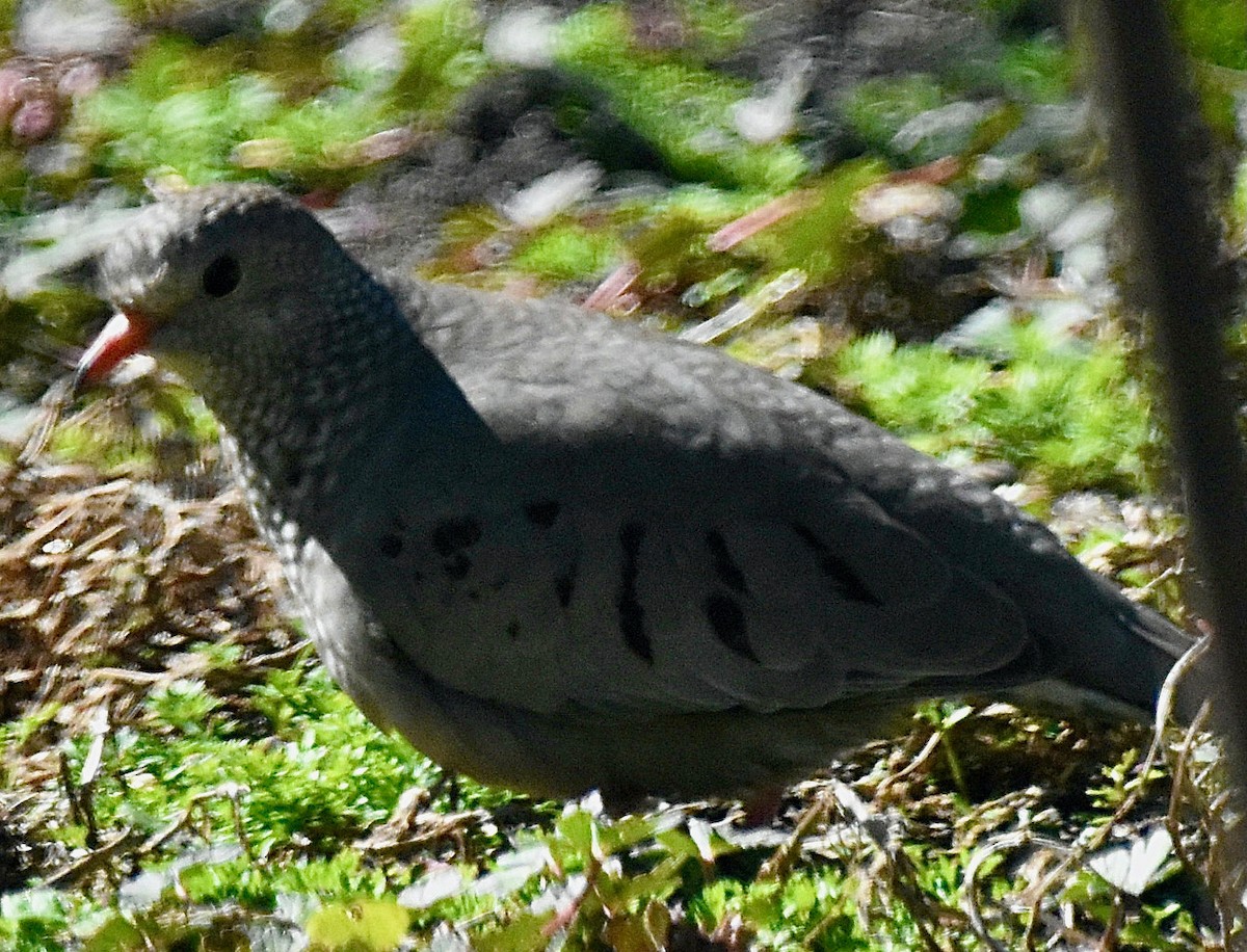 Common Ground Dove - ML615221717