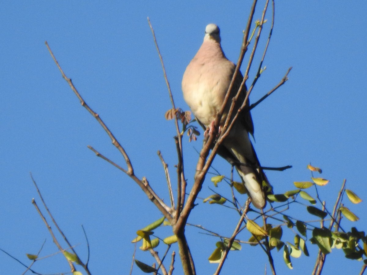 Spotted Dove - ML615221744
