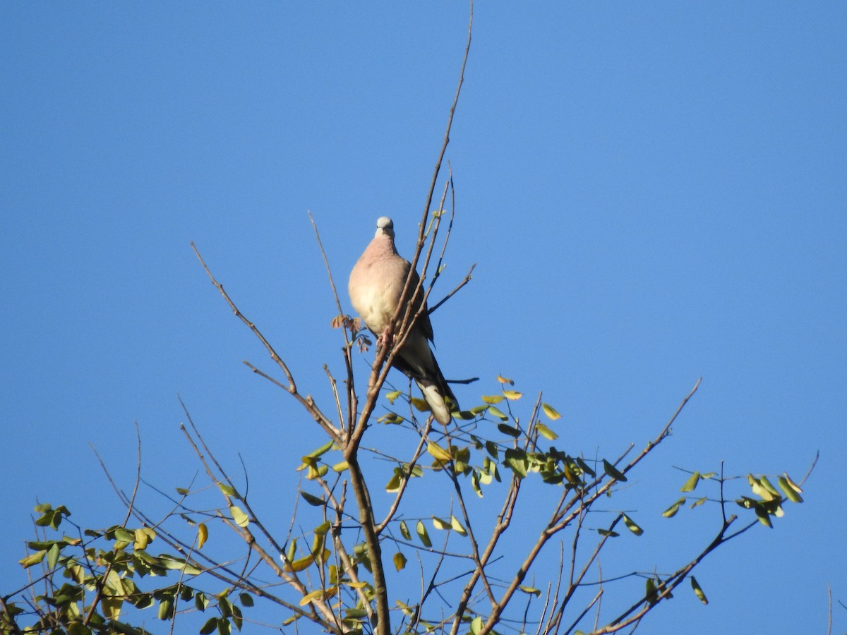 珠頸斑鳩 - ML615221761