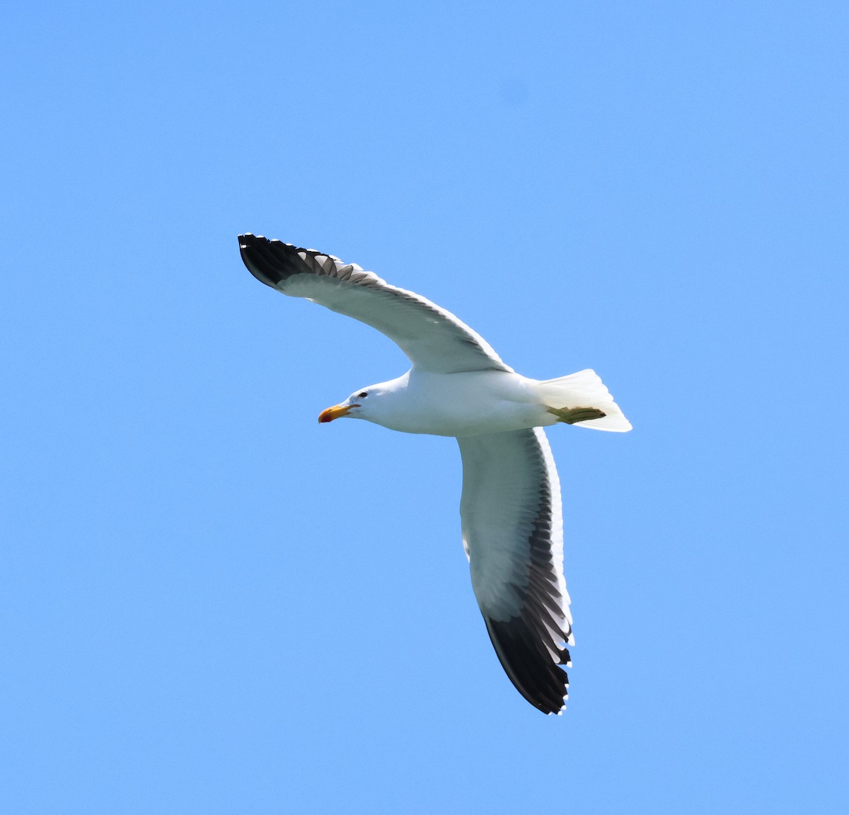 Kelp Gull - Ken McKenna