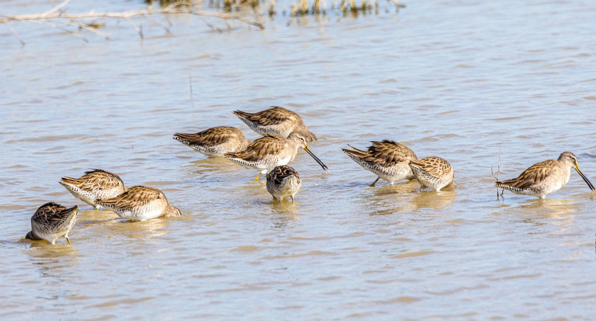 Long-billed Dowitcher - ML615221958