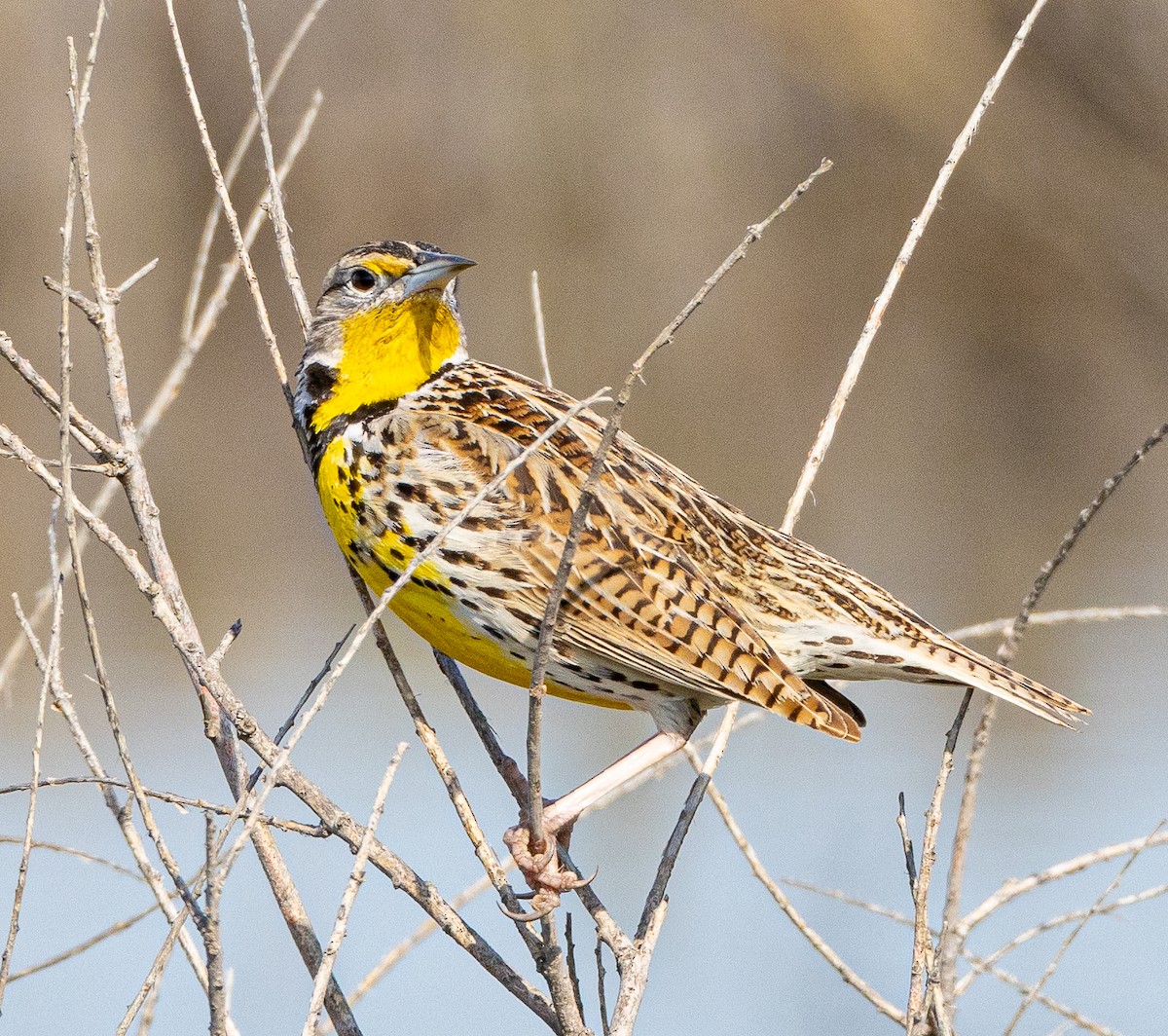 Western Meadowlark - ML615222000