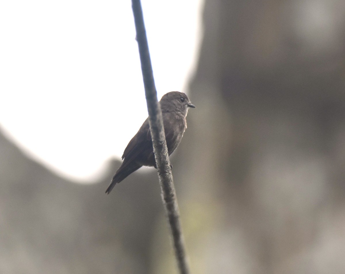 Ussher's Flycatcher - Peter Kavouras