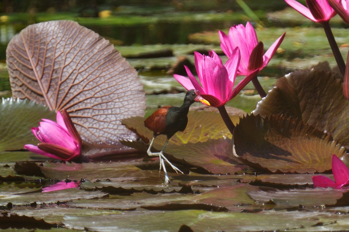 Wattled Jacana - ML615222038