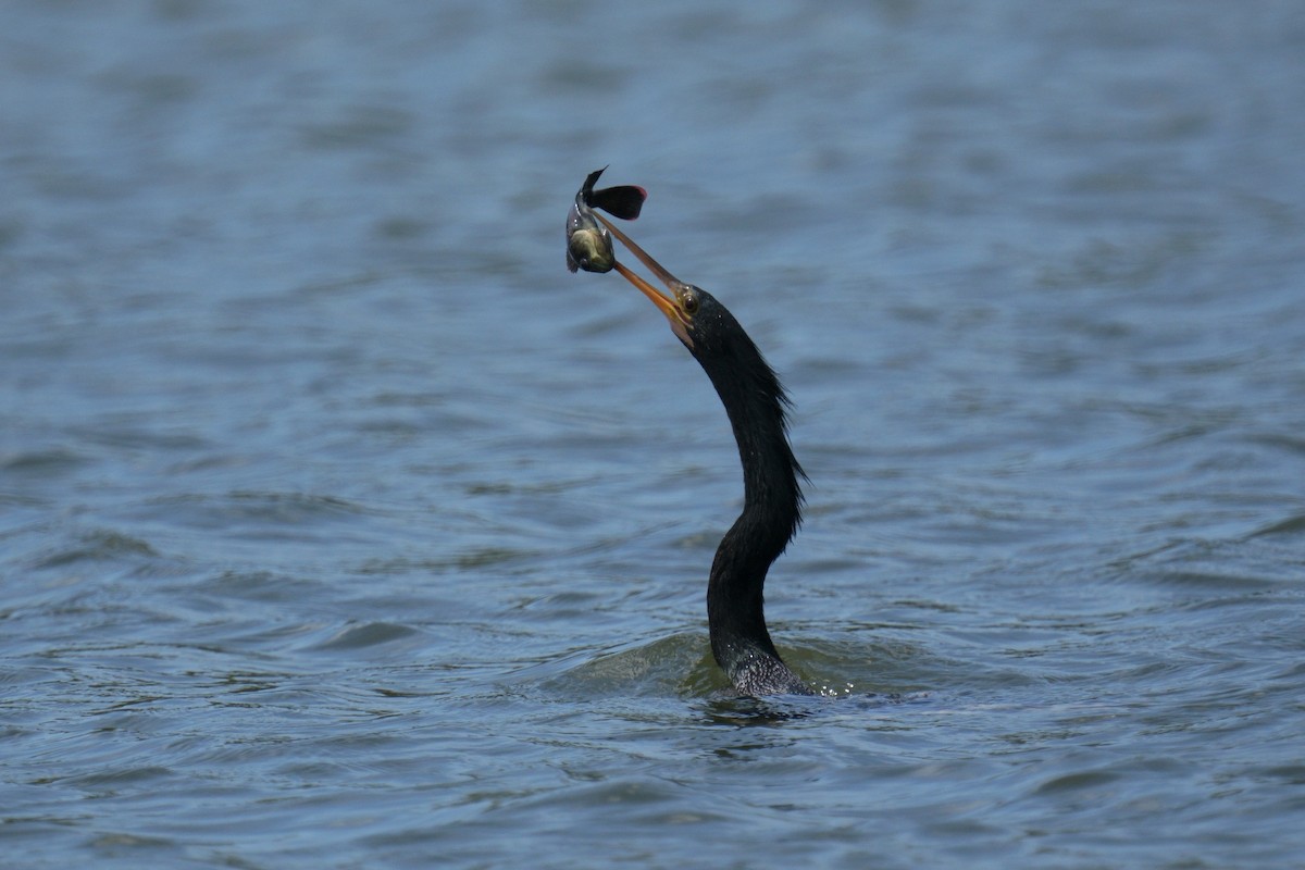 Amerika-Schlangenhalsvogel - ML615222050