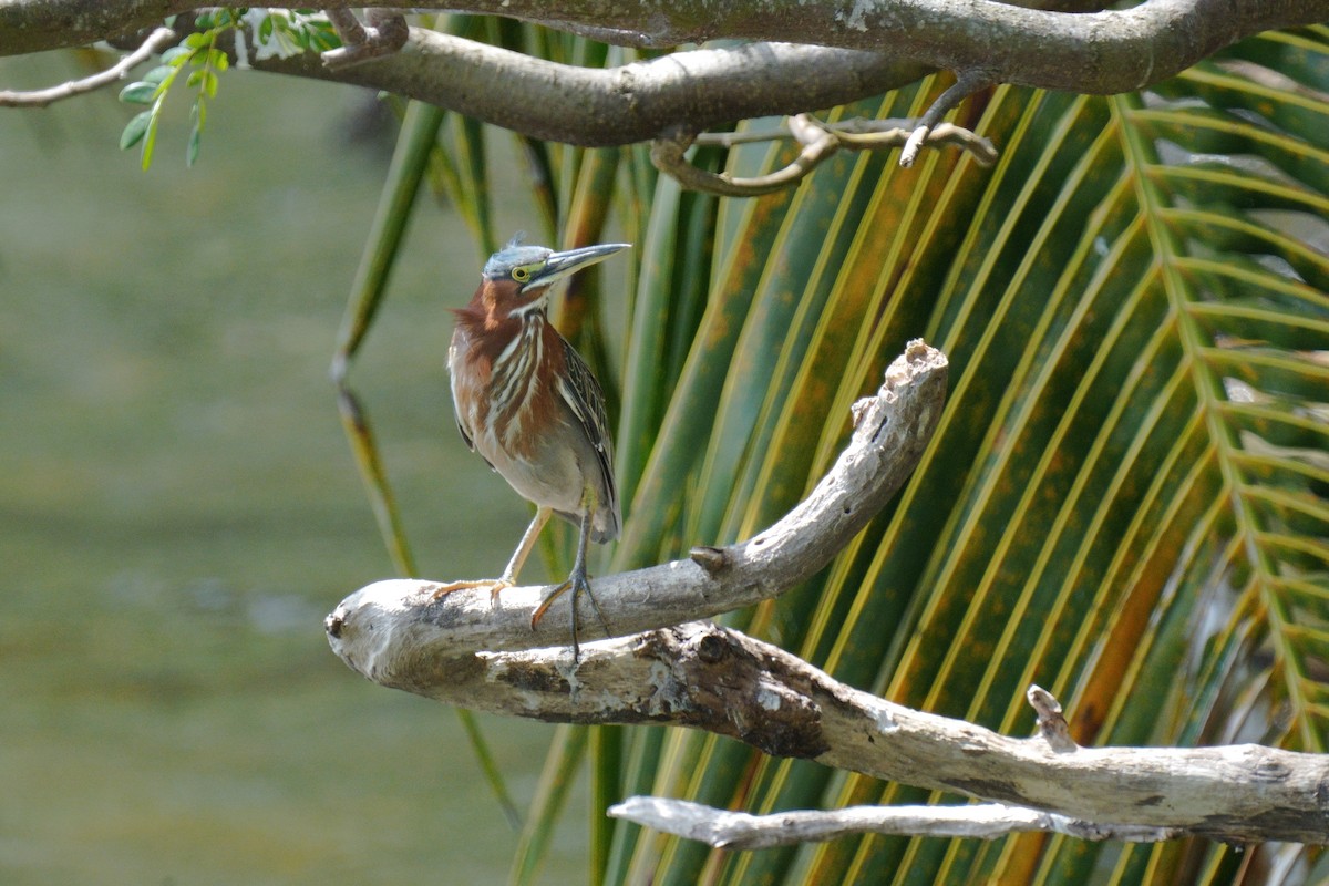 Green Heron - ML615222055