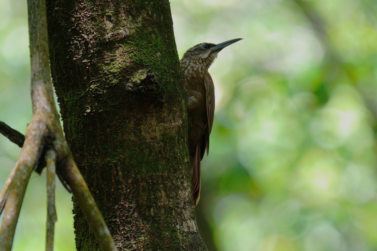 Cocoa Woodcreeper - ML615222061