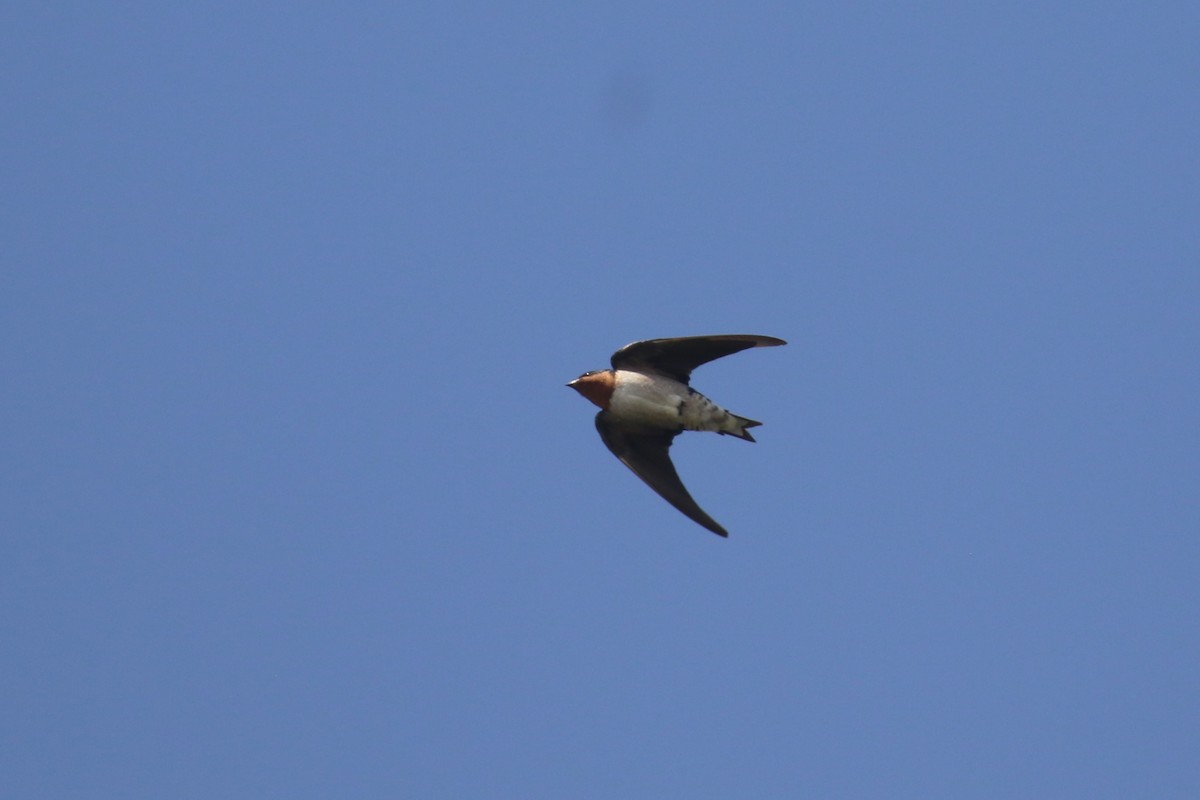 Angola Swallow - Fikret Ataşalan