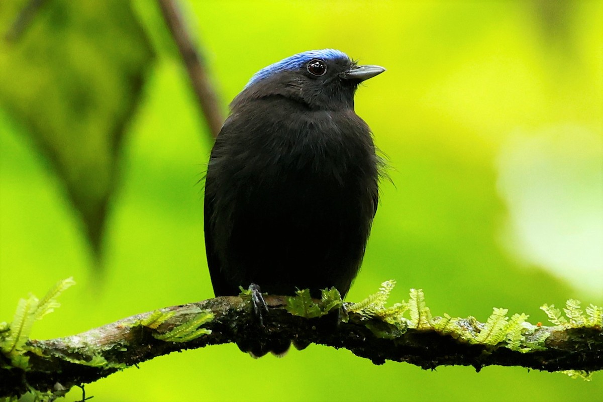 Blue-capped Manakin - ML615222099