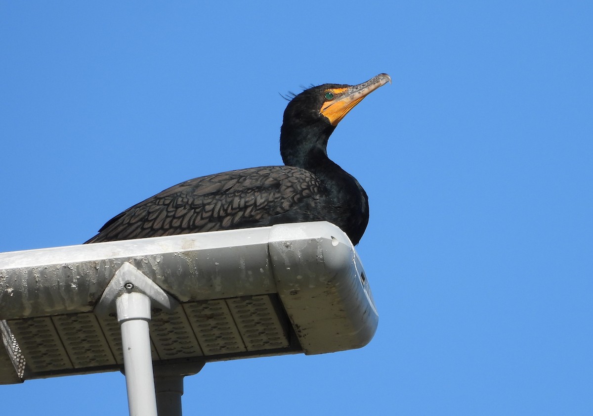 Double-crested Cormorant - ML615222104
