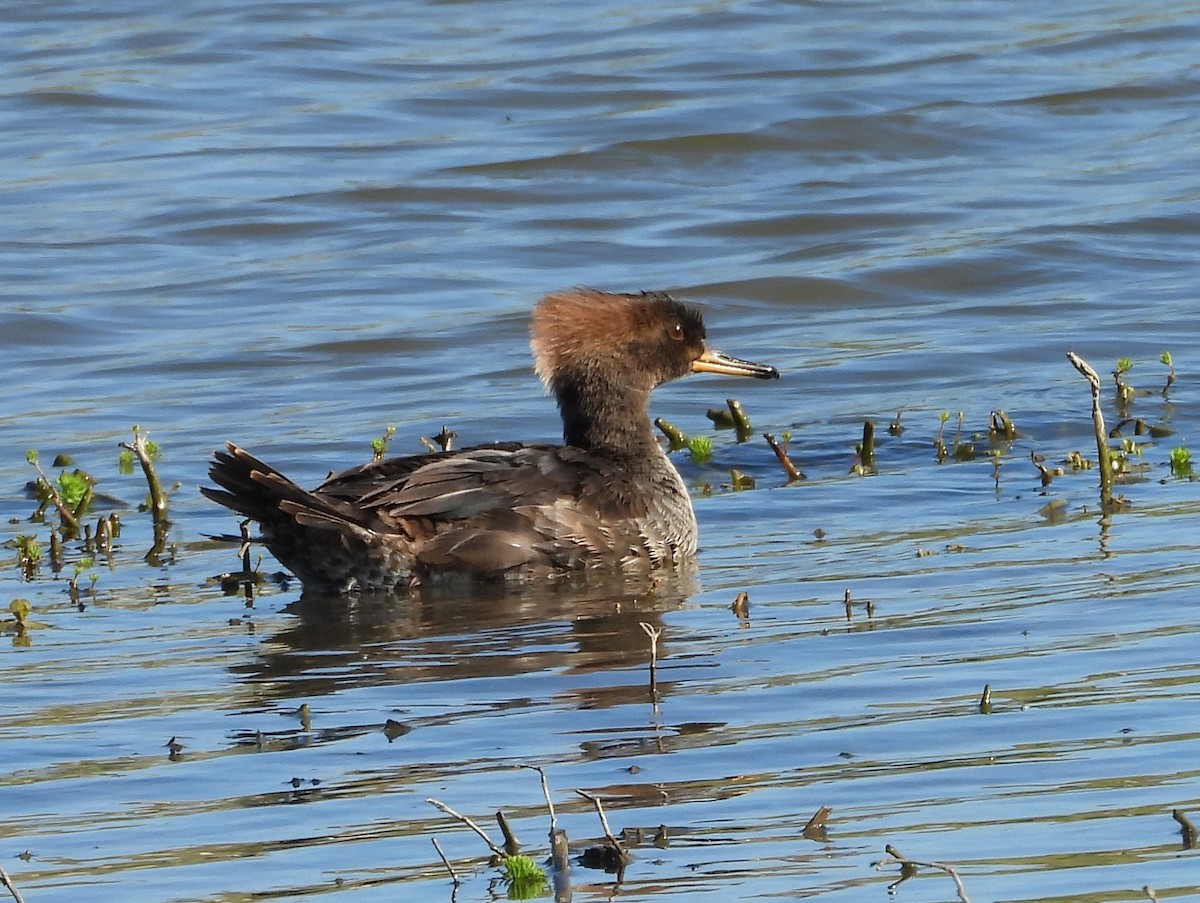 Hooded Merganser - ML615222130