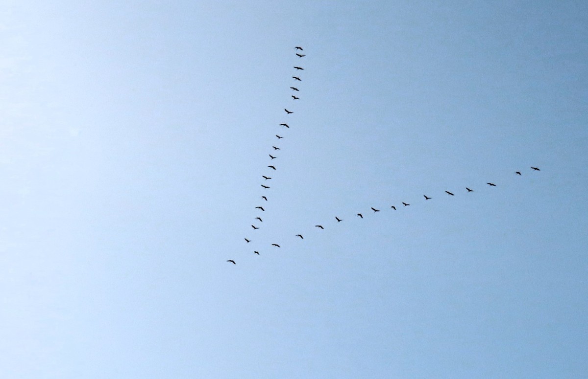 Sandhill Crane - ML615222135