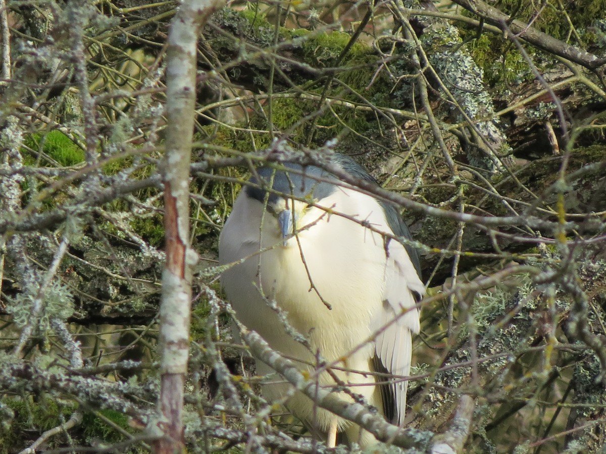 Black-crowned Night Heron - ML615222153